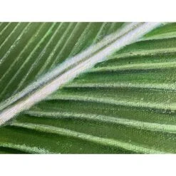 Banana Leaf -Art By Maudsch il 794xN.4610458366 qbg3 39854dc2 eb76 4fa6 b76a 3ab2a5be8f8e